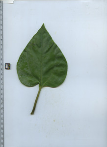 leaftop