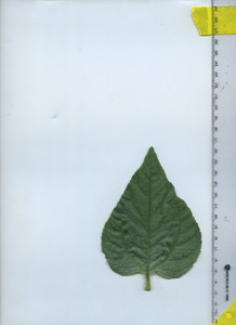 leaftop