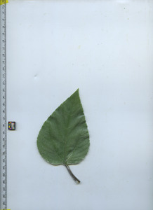 leaftop