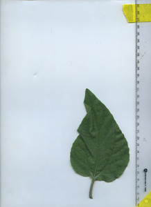 leaftop