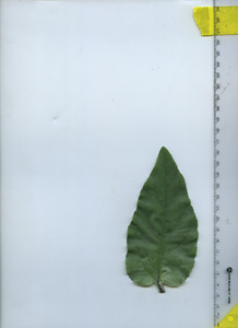 leaftop