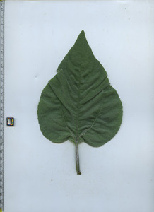 leaftop