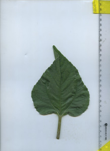 leaftop