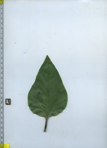 leaftop