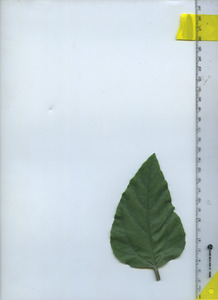 leaftop