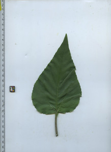 leaftop