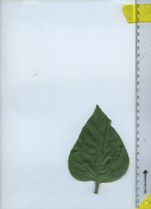 leaftop