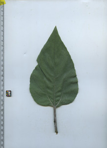 leaftop