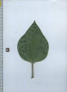 leaftop