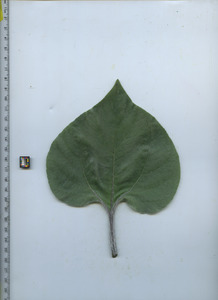 leaftop