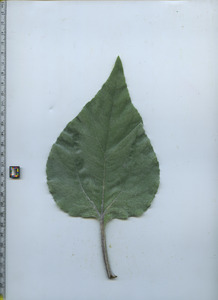 leaftop