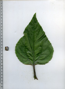 leaftop