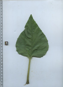 leaftop