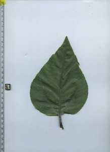 leaftop
