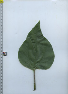 leaftop