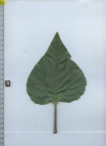 leaftop