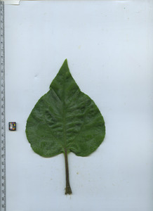 leaftop