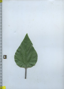 leaftop