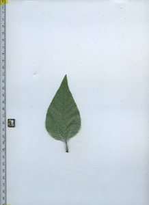 leaftop