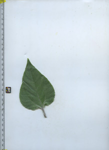 leaftop