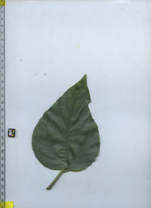 leaftop