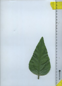 leaftop