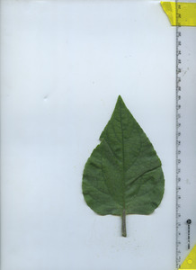 leaftop