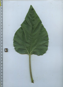 leaftop