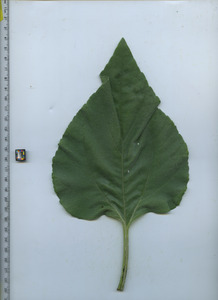 leaftop