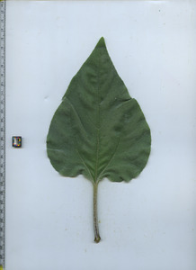 leaftop