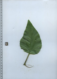 leaftop