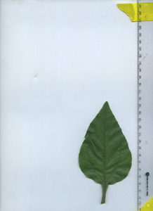 leaftop