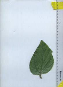 leaftop