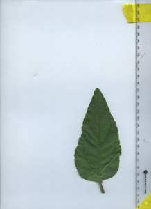 leaftop