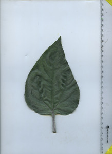 leaftop