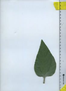 leaftop