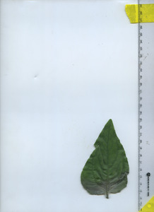 leaftop