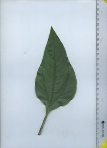 leaftop