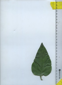 leaftop