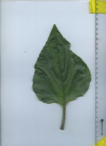 leaftop