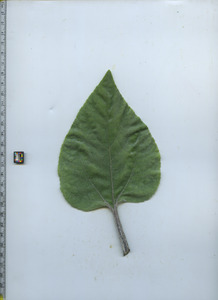 leaftop
