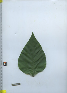leaftop