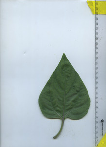 leaftop