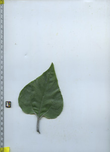 leaftop