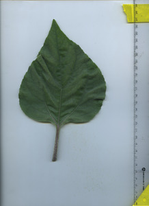 leaftop