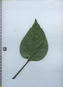 leaftop