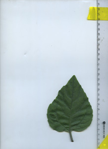 leaftop