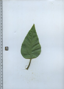 leaftop