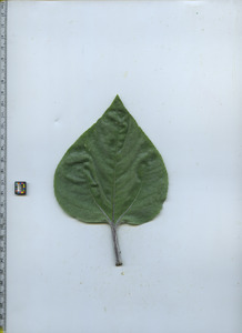 leaftop
