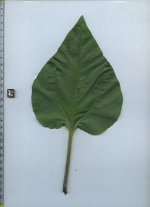leaftop